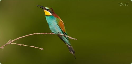 Abellarol